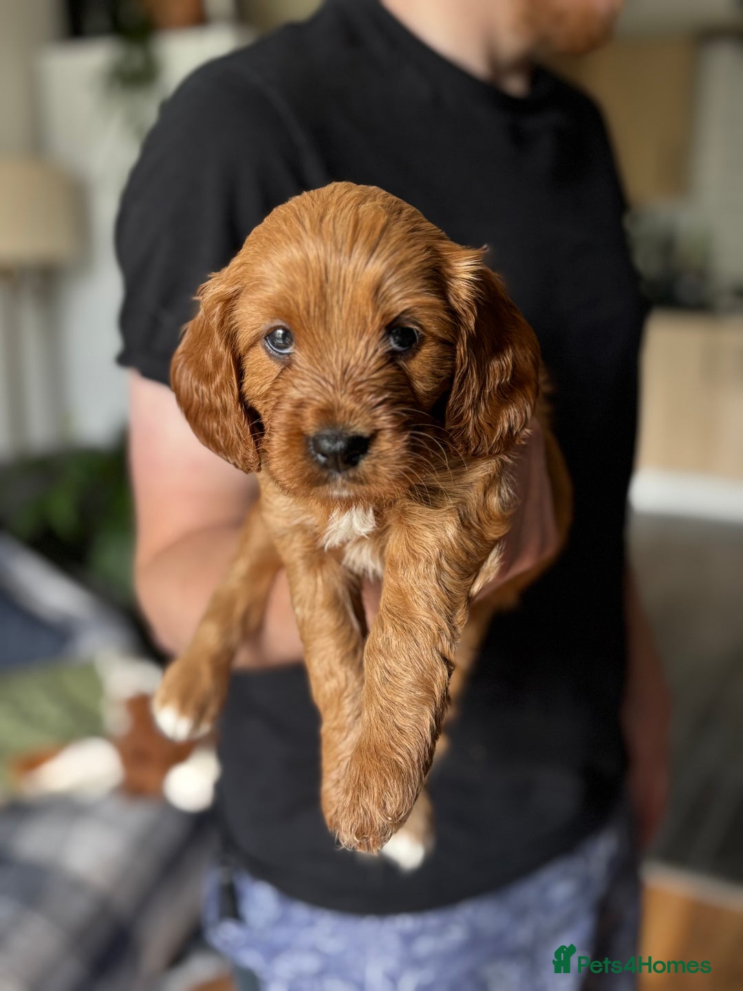 Cavapoo dogs for sale: King Charles Cavalier x Cavapoo - Image 10
