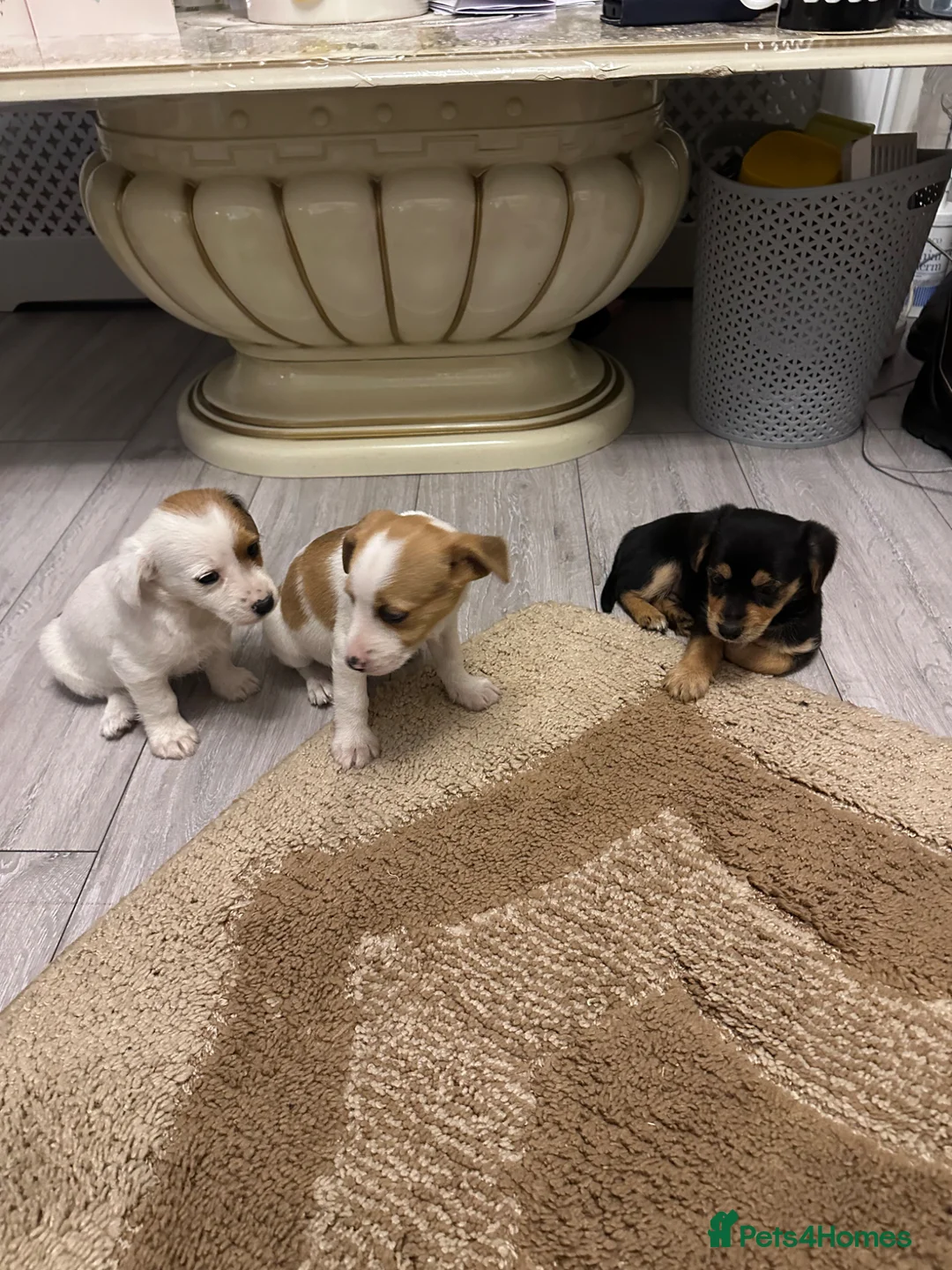 Yorkshire Terrier dogs for sale: 3 beautiful puppies  in Barnsley - Advert 2