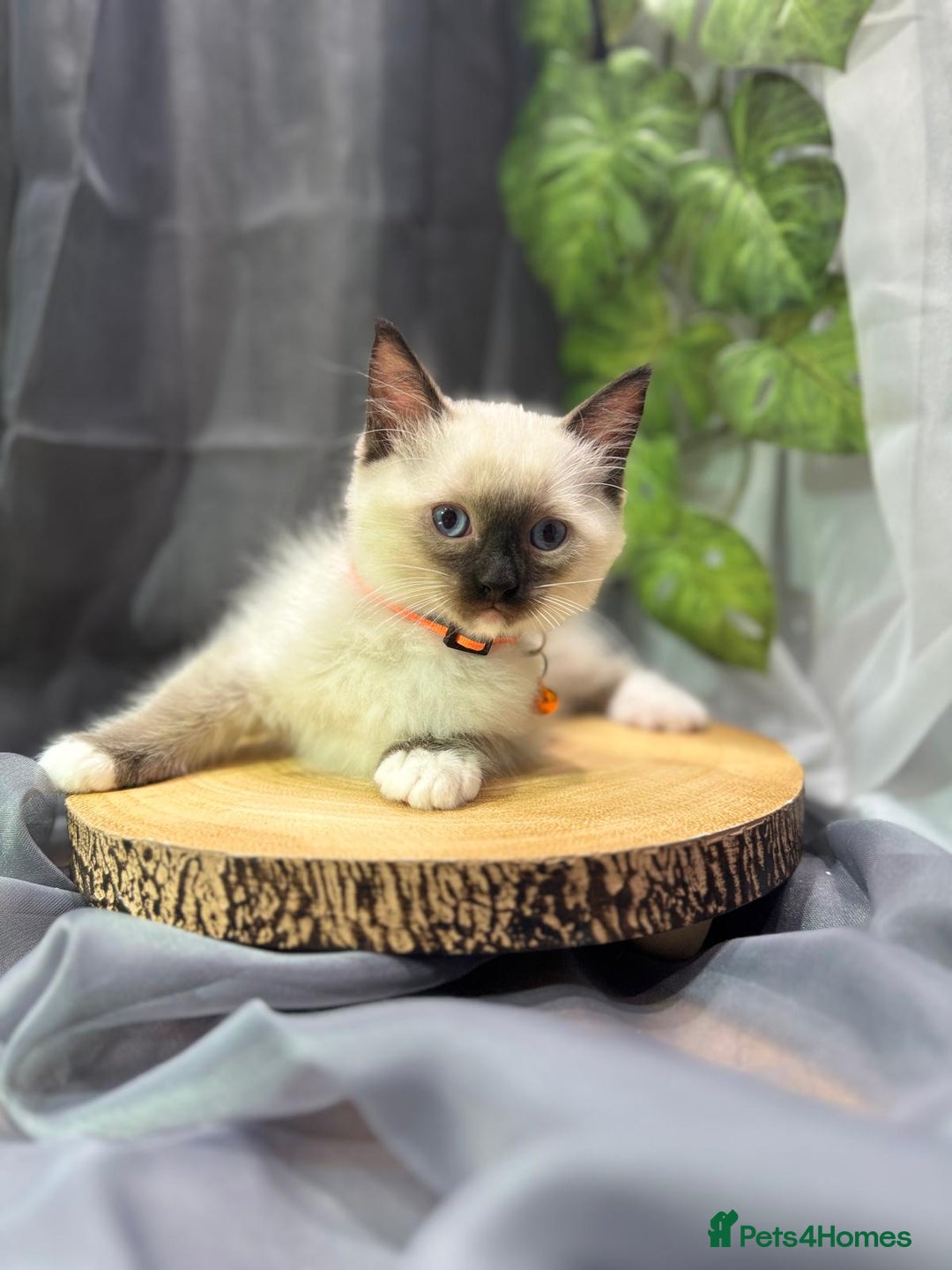 Ragdoll cats for sale: 💎 Purebred Ragdoll kittens-Champion Bloodlines 💎 - Image 14