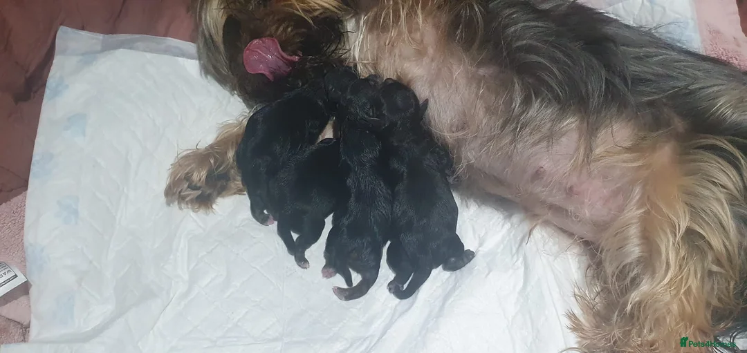 Yorkshire Terrier dogs for stud: CUTEST TINY BOY FOR STUD in Dudley - Advert 10