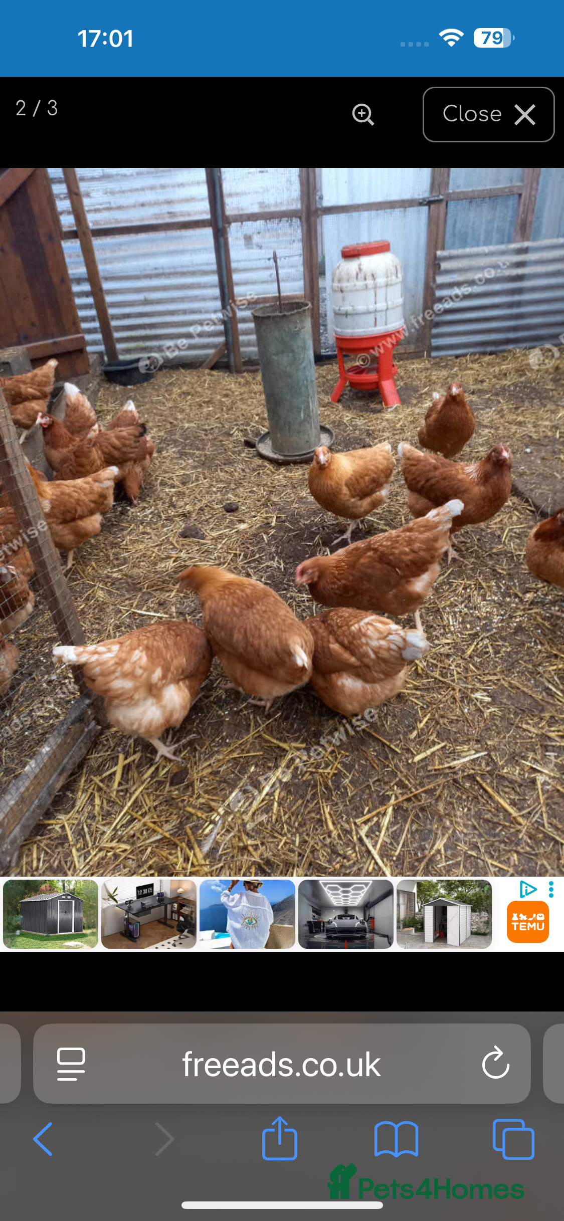 Chickens poultry Loham brown hens - Advert 1