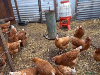 Chickens poultry Loham brown hens - Advert 1