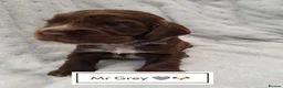 Cocker Spaniel dogs for sale: ❤️ 🐶Beautiful Show Type Cocker Puppies🐶❤️  - Advert 12