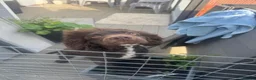 Cocker Spaniel dogs for sale: KC registered, fully health tested working cockers - Advert 3