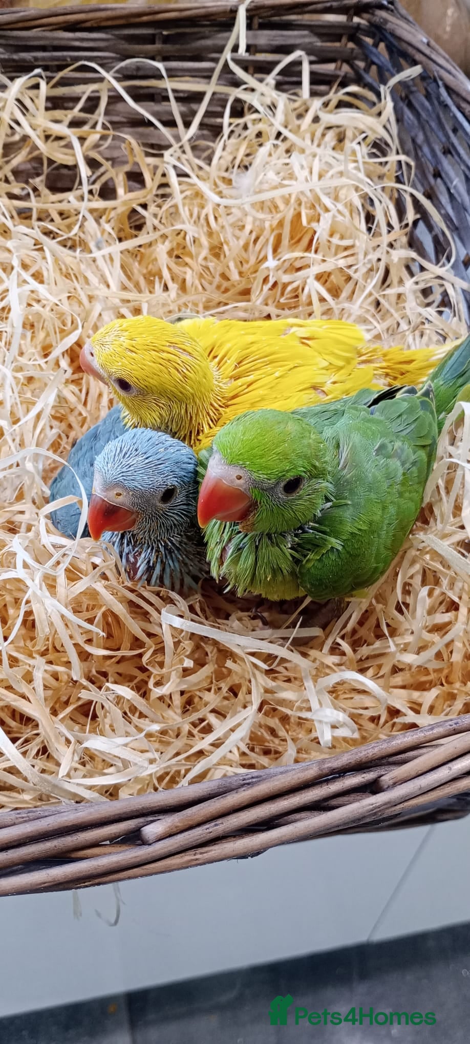 Ringnecks birds Handreared baby Indian ringneck for sale  - Advert 6