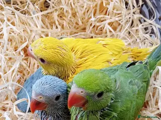 Ringnecks birds Handreared baby Indian ringneck for sale - Advert 4