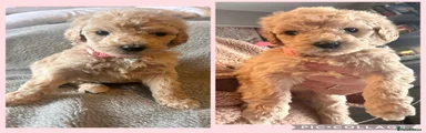 Labradoodle Puppy 9