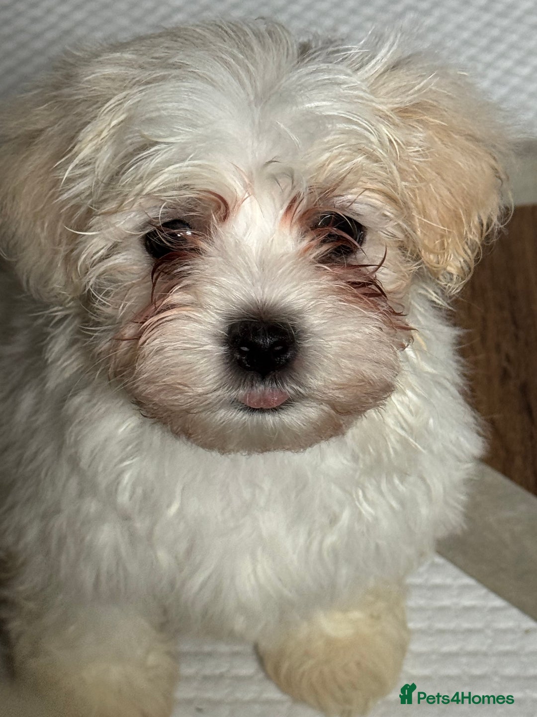 Maltese dogs for sale: Beautiful Maltese puppies ready to go. - Image 10
