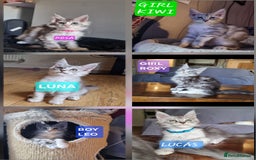 Maine Coon cats for sale: Big beautiful black silver tabby pedigree  kittens - Image 1