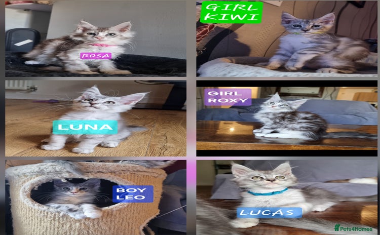 Maine Coon cats - Advert 10