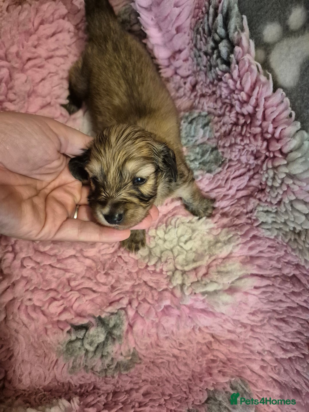 Dachshund dogs for sale: Kc boy dachshund  - Image 8