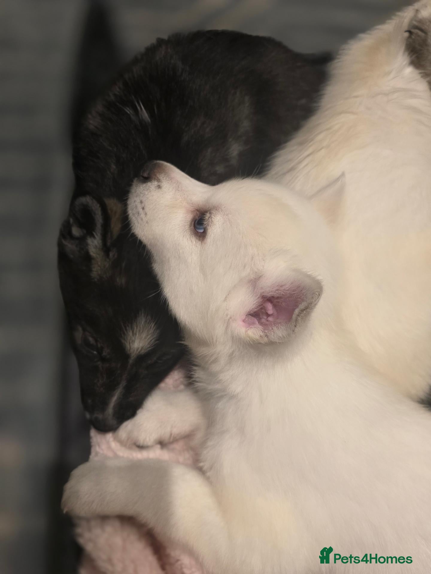 Siberian Husky dogs Pedigree Husky pups - Advert 1