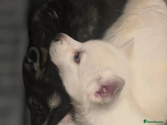 Siberian Husky dogs Pedigree Husky pups - Advert 2