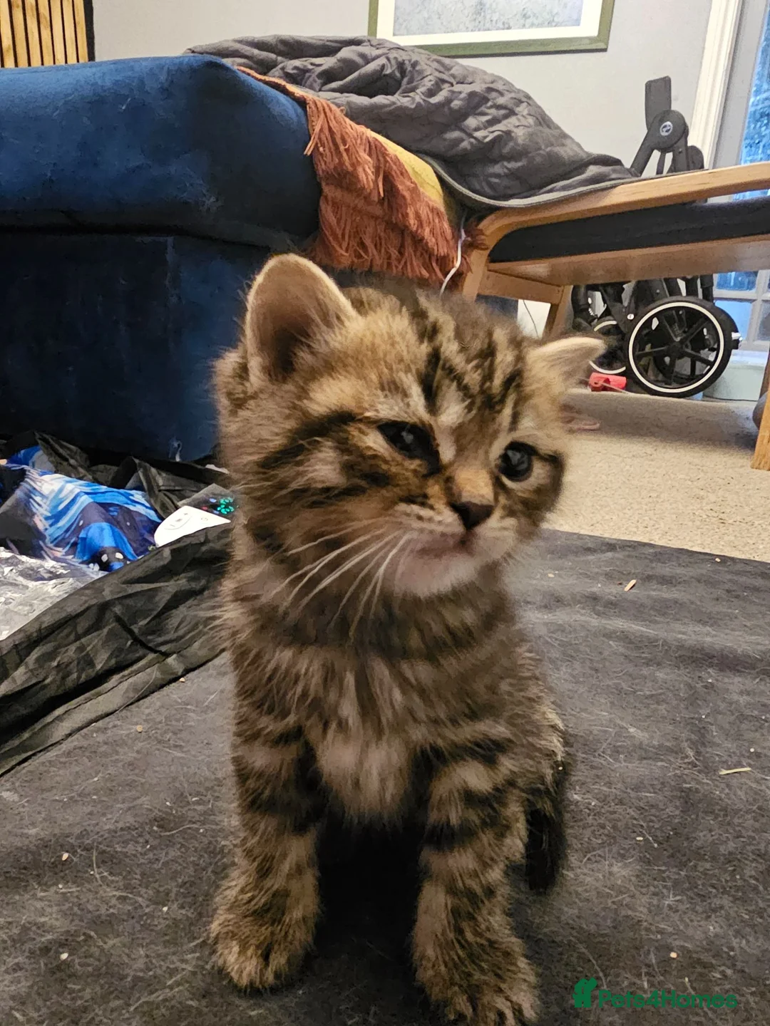 British Shorthair cats for sale: ✨️✨️Tabby British Shorthair kitten✨️✨️ - Advert 1