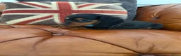 Miniature Dachshund dogs for sale: Miniature Dachshund 5 ⭐ License 5 ⭐ reviews - Advert 18