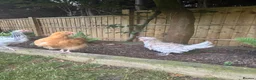 Chickens poultry for sale: Bantam prized polish cockerel  in Watlington - Advert 3