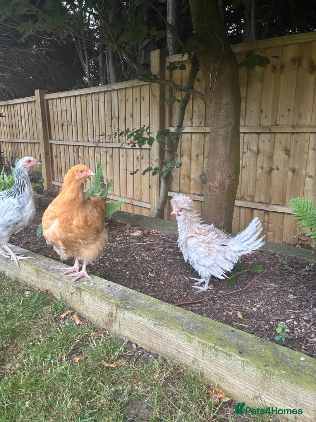 Chickens poultry for sale: Bantam prized polish cockerel  in Watlington - Advert 3