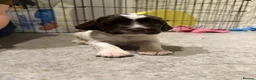 English Springer Spaniel dogs for sale: English Springer Spaniel puppies - Advert 16