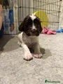 English Springer Spaniel 2