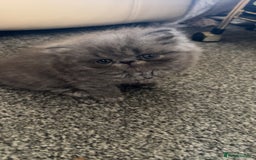Persian cats for sale: Blue Persian  in Chesterfield - Image 10