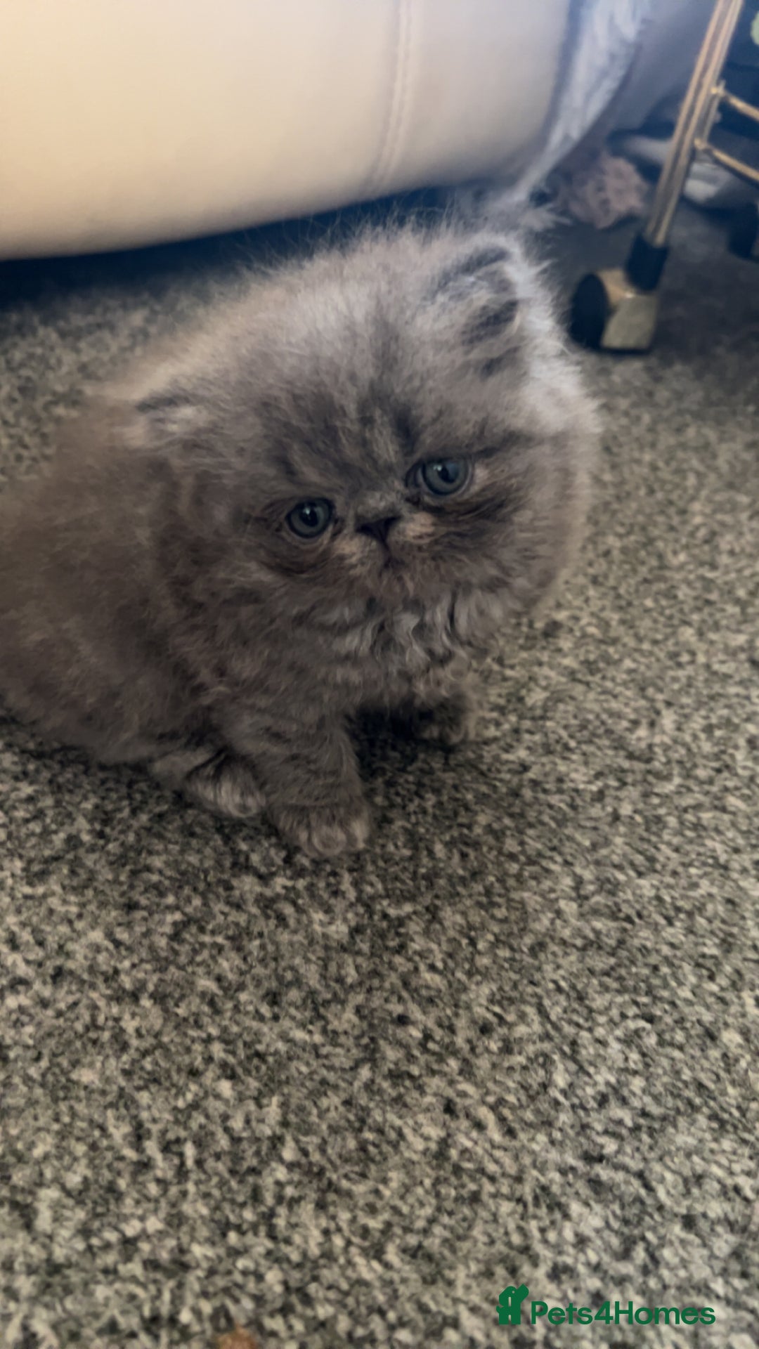 Persian cats for sale: Blue Persian  in Chesterfield - Image 10