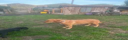 Labrador Retriever dogs for sale: Black labrador dogs - Advert 10