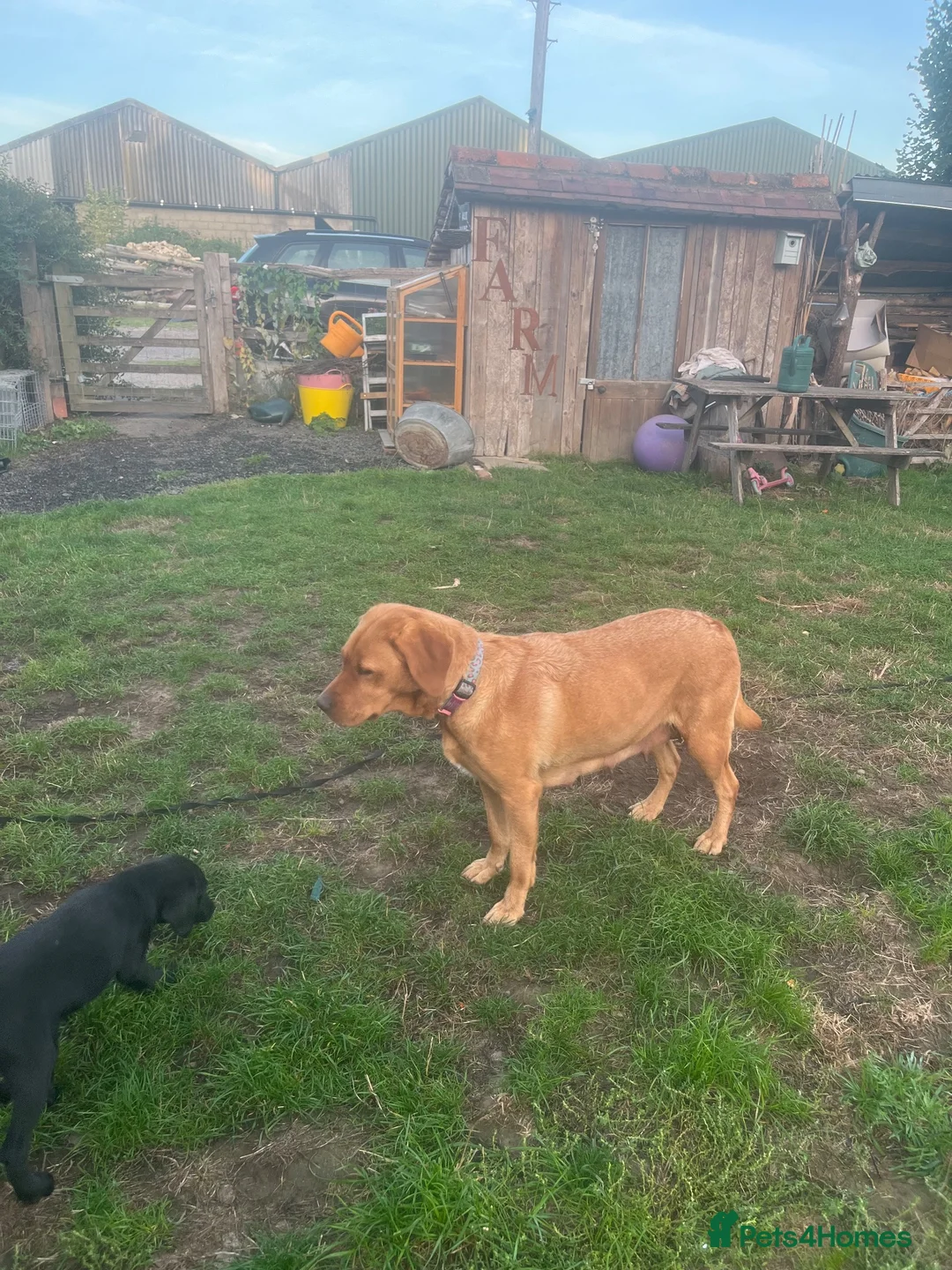 Labrador Retriever dogs for sale: Black labrador dogs - Advert 10