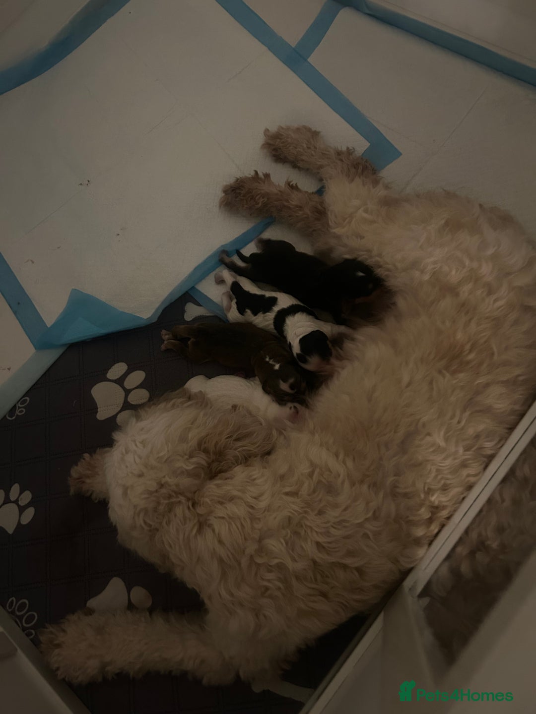 Cockapoo dogs for sale: 2 Cockapoo pups - Advert 6