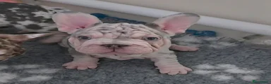French Bulldog 5