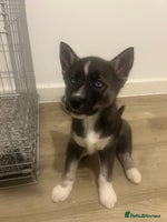 Siberian Husky dogs 3 x Siberian husky puppies - Advert 12