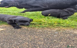 Flat coated Retriever dogs for sale: Flat coat retriever  - Image 9