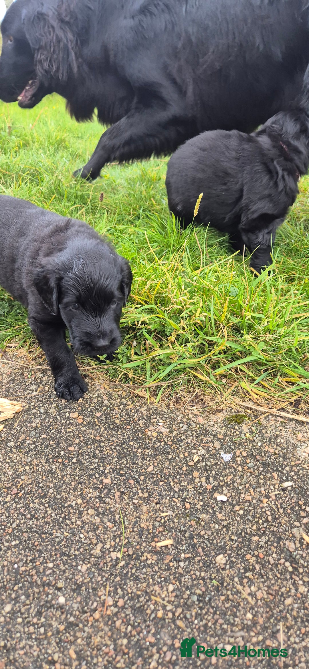 Flat coated Retriever dogs for sale: Flat coat retriever  - Image 9