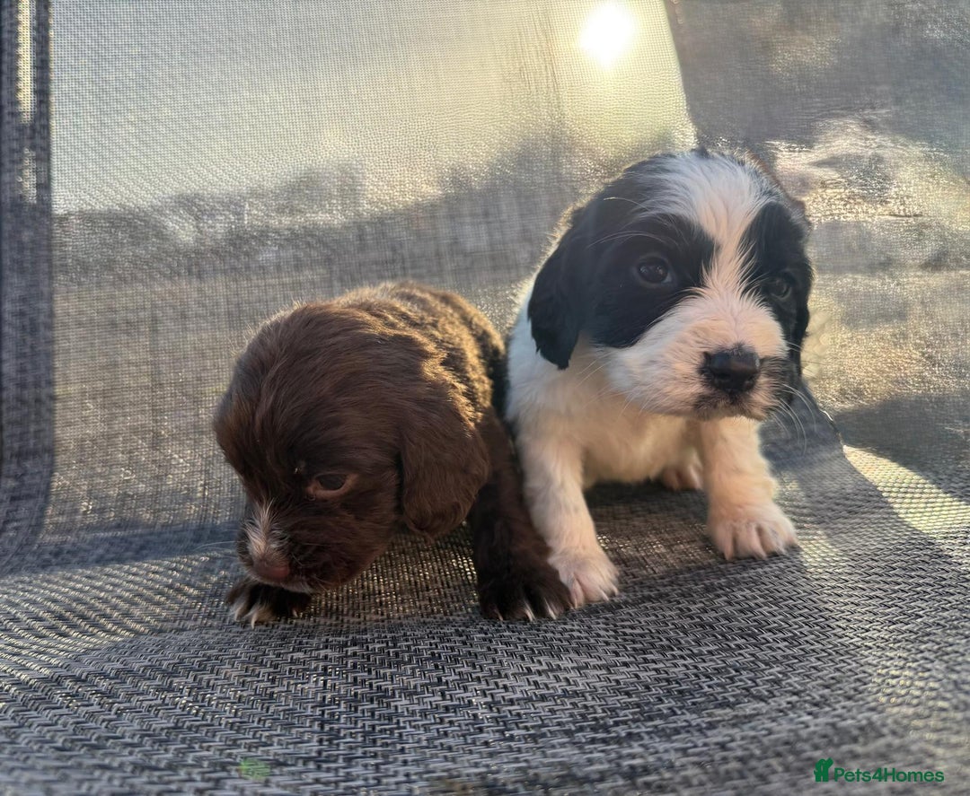 Cocker Spaniel dogs for sale: Coca spanial  - Advert 7