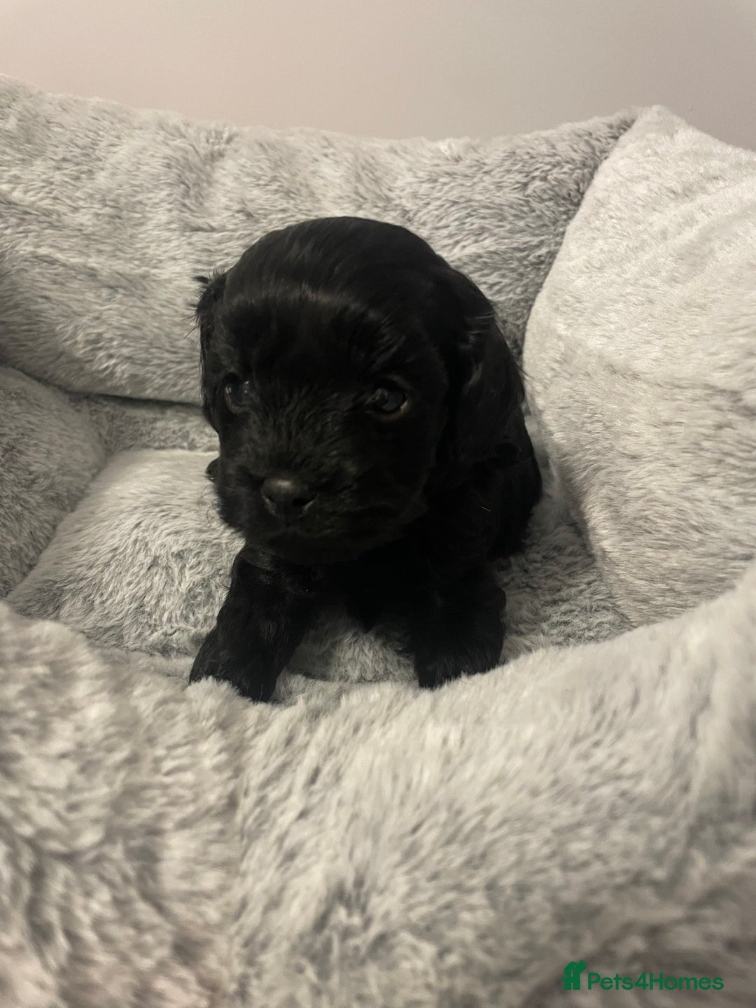Cavapoo dogs for sale: Beautiful F1 Cavapoos  - Advert 2