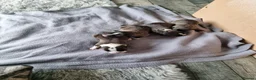 Staffordshire Bull Terrier dogs for sale: Staffy s due on the 23rd - Advert 11