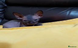 Sphynx cats for sale: 2 male & 4 female canadian sphynx looking for home - Image 8