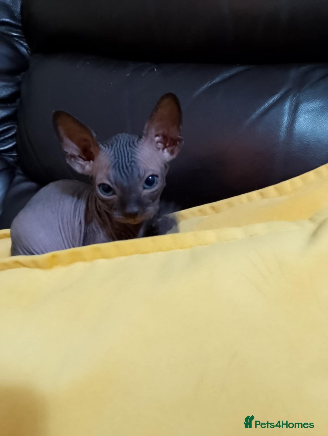 Sphynx cats for sale: 2 male & 4 female canadian sphynx looking for home - Image 8