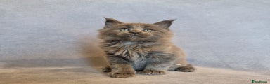 Maine Coon Kitten 3