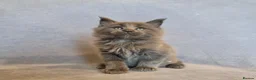 Maine Coon cats for sale: Gorgeous TICA register kittens - Advert 7