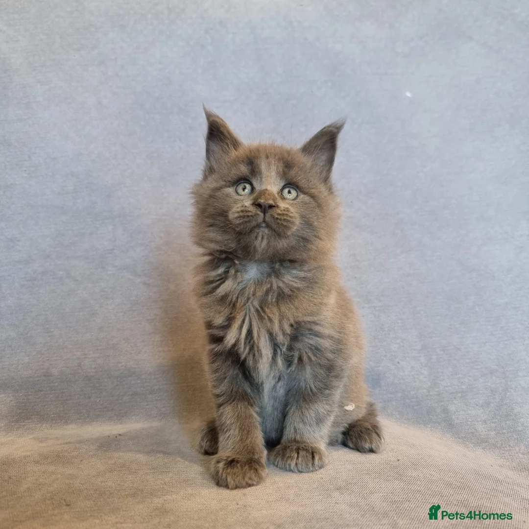 Maine Coon cats for sale: Gorgeous TICA register kittens - Advert 7