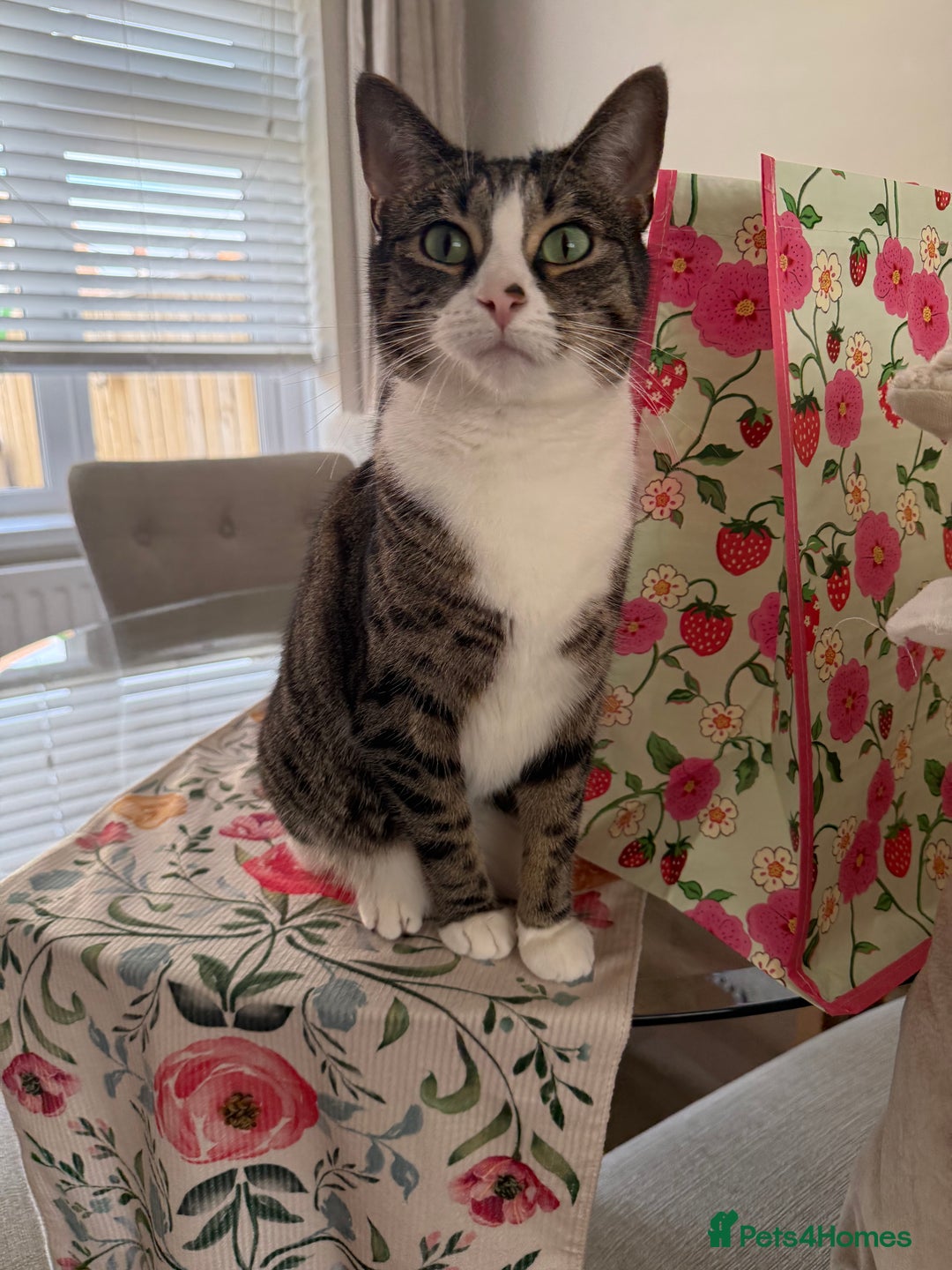 Domestic Shorthair cats for sale: Hello my name is Olive  - Image 7