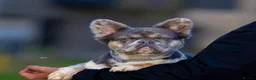 French Bulldog dogs for sale: STUNNING FLUFFY FRENCH BULLDOGS  in Cambridge - Advert 11