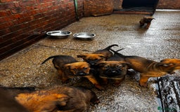 Mixed Breed dogs for sale: Rottweiler x belian malinois - Advert 6