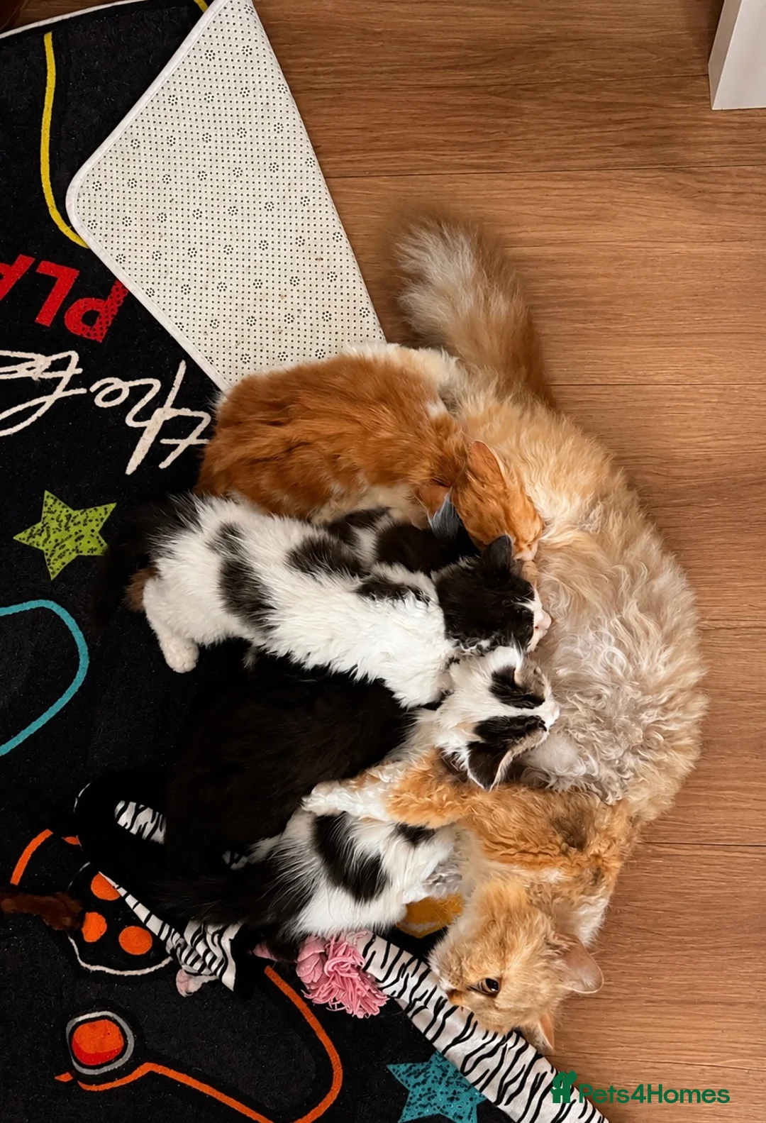 Persian cats for sale: Beautiful Curly & Long-Haired Persian - Advert 9