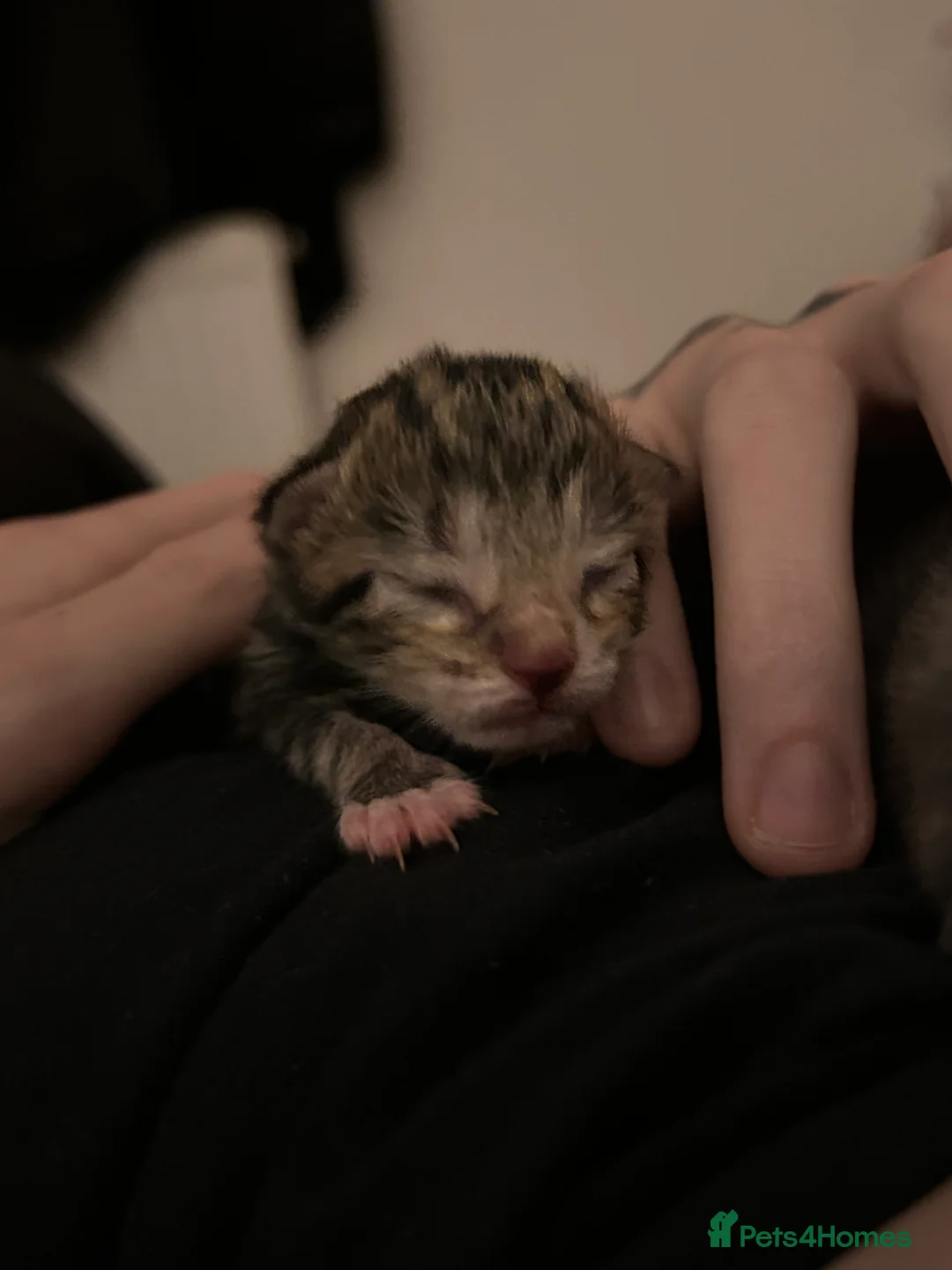 Mixed Breed cats for sale: Black Calico Tabby X American Wirehair Tabby - Advert 15