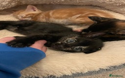Mixed Breed cats for sale: 2 Beautiful Black (and ginger spots) Girl Kittens - Image 4