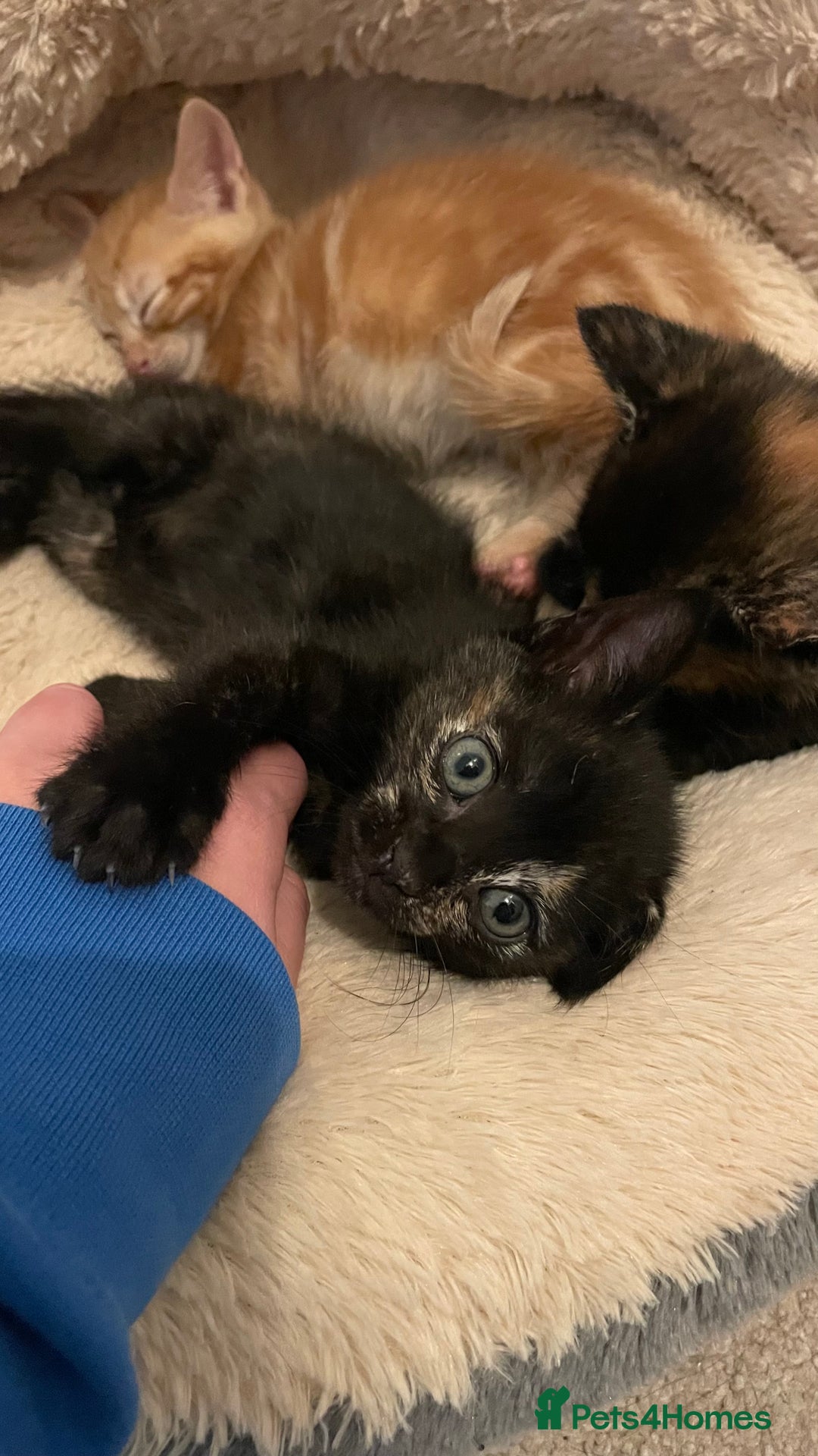 Mixed Breed cats for sale: 2 Beautiful Black (and ginger spots) Girl Kittens - Image 4
