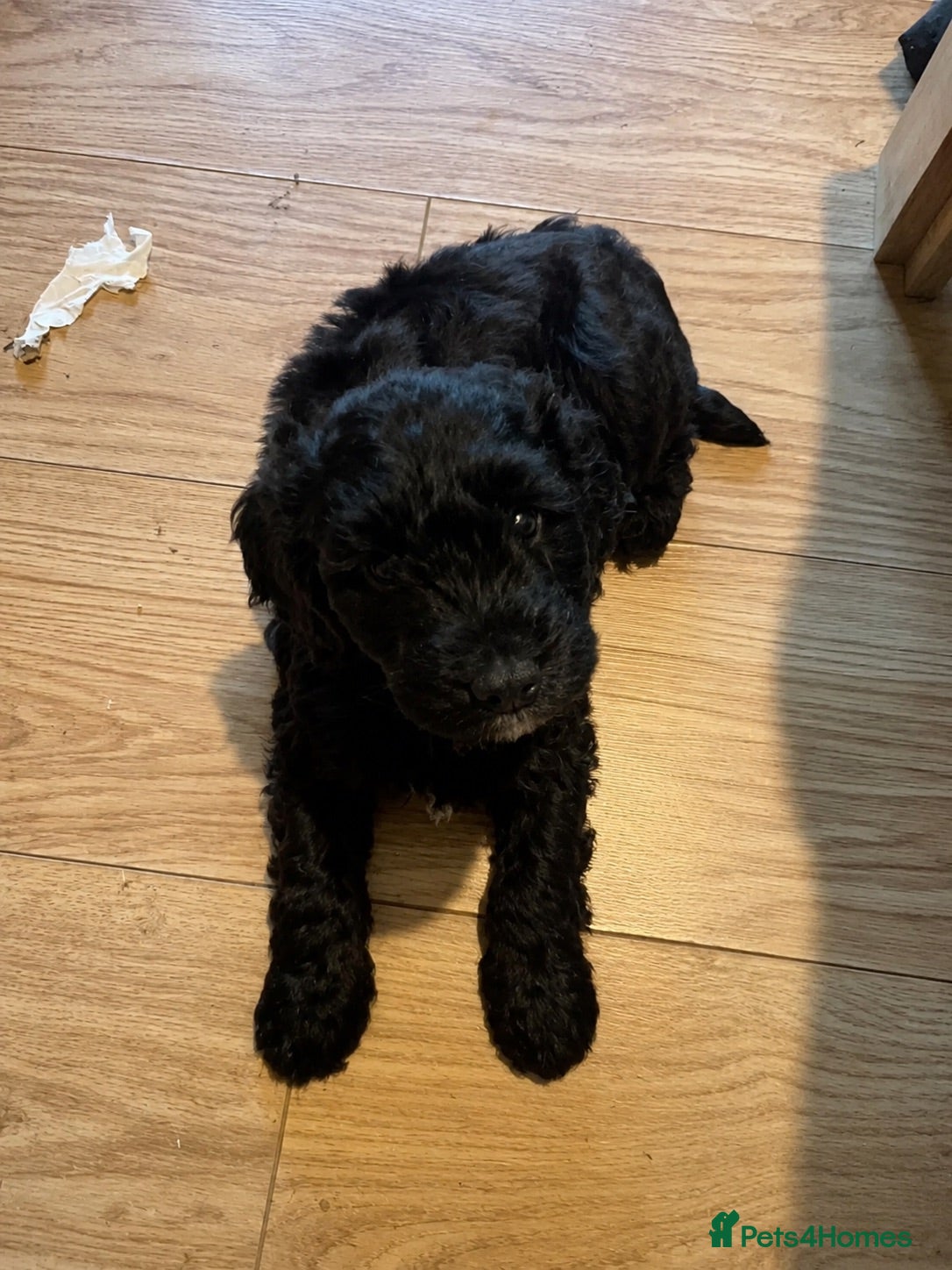 Cavapoo dogs Gorgeous Cavapoo ready for 5* home  - Advert 16