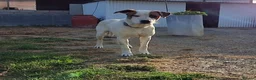 Mixed Breed dogs for adoption: CLAUDIO❤️🚨🐾 - Advert 9