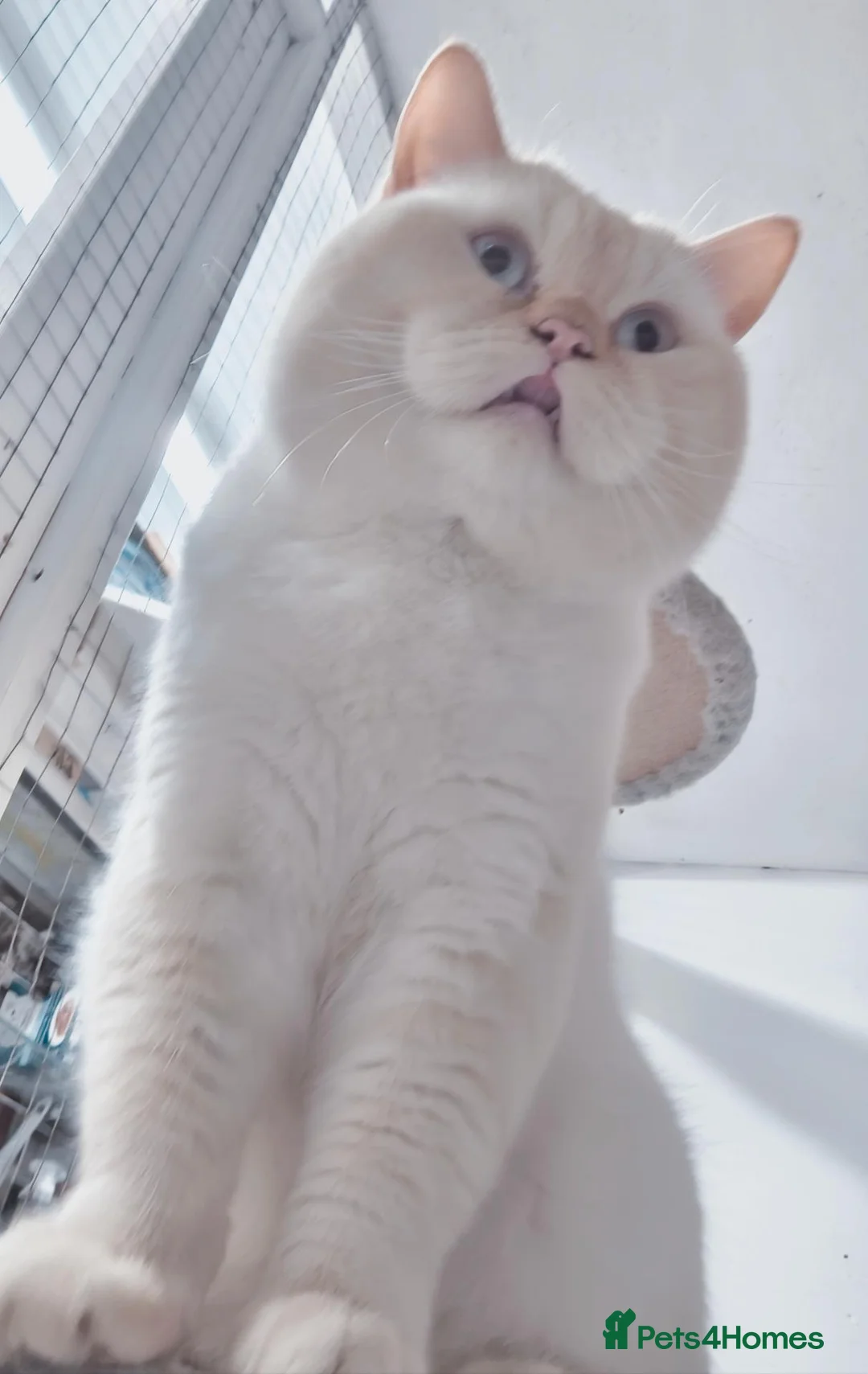 British Shorthair cats for sale: Beautiful British Shorthair Kittens in Darlington - Advert 2